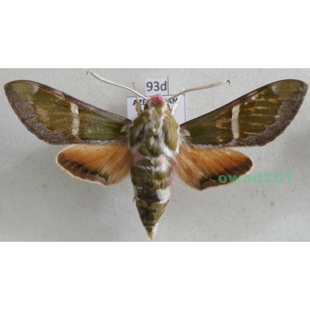 Rethera komarovi (Christoph, 1885) male Azerbaijan 57mm93d